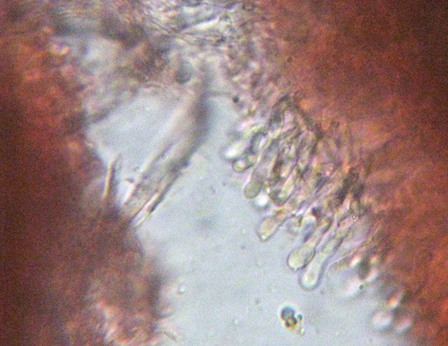 Steccherinum?